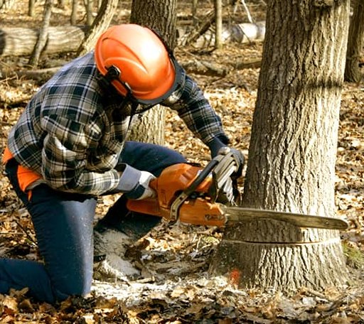 Tree Removal in Lillie, LA